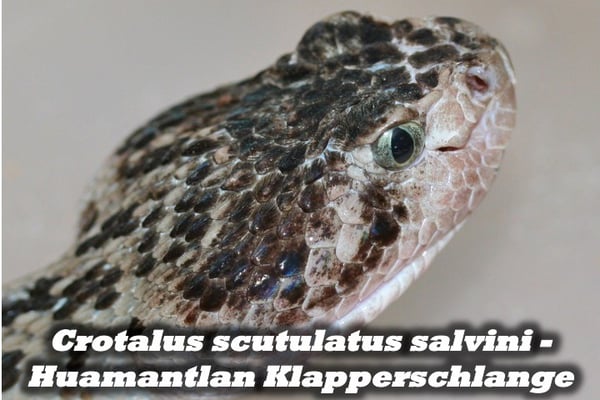 Crotalus scutulatus salvini - Huamantlan Klapperschlange