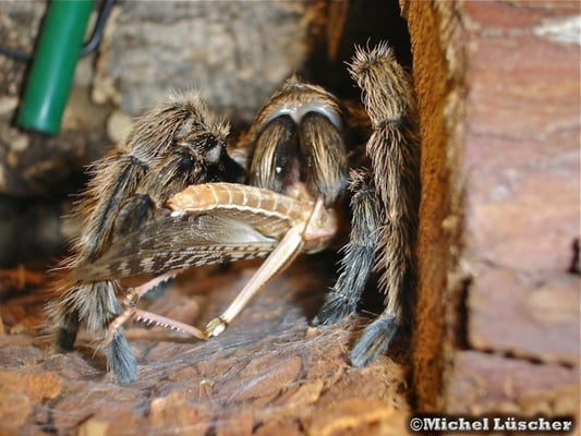 Grammostola rosea  0.1