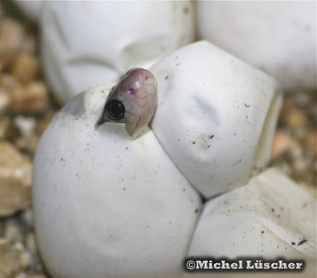 Schlupf - Naja siamensis