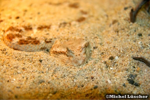 Cerastes cerastes cerastes  0.1