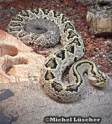 Crotalus durissus culminatus  1.0