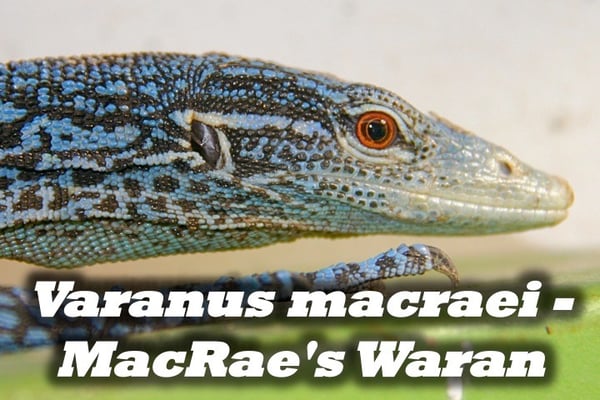 Varanus macraei - MacRae's Waran