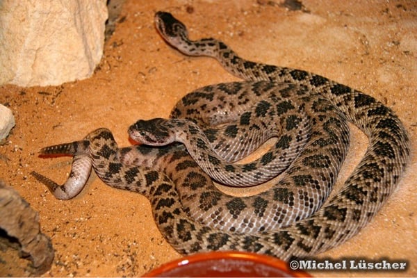 Crotalus scutulatus salvini  1.1 bei der Paarung.