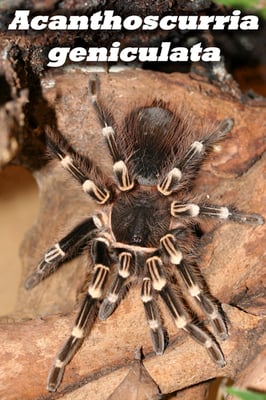Acanthoscurria geniculata 