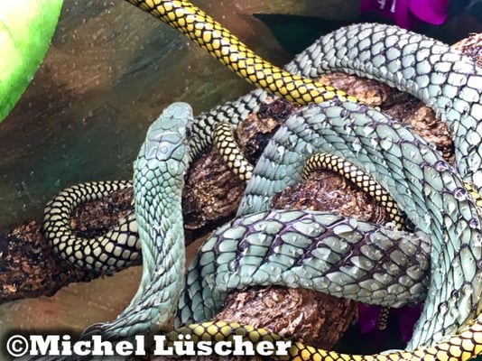 Dendroaspis viridis  1.1