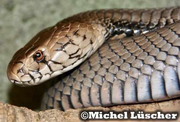 Naja mossambica  1.0