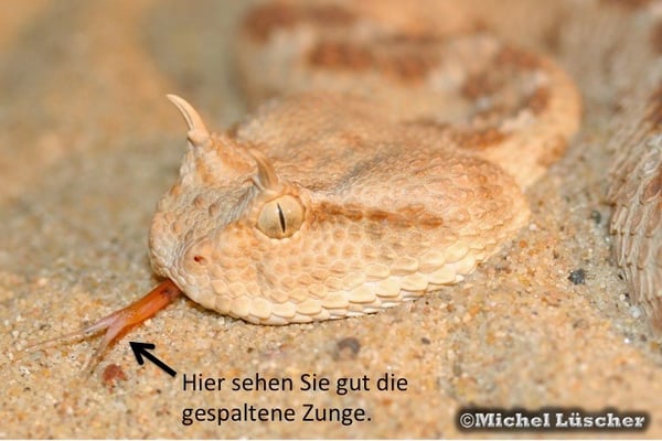 Die gespaltene Zunge der Schlange.