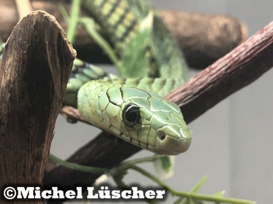 Dendroaspis viridis  0.1