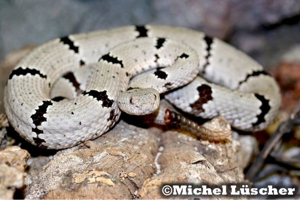 Crotalus lepidus klauberi  0.1