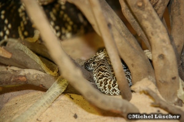 Nachzuchten 21.06.2012 mal verstecken.