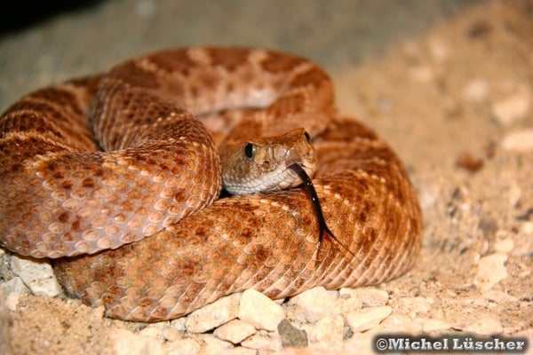 Crotalus atrox  0.1