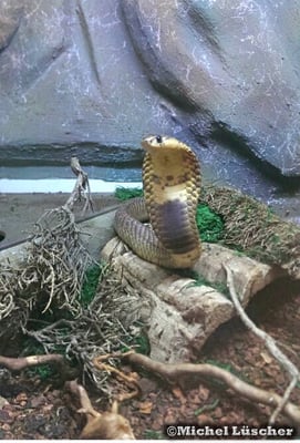 Naja annulifera  0.1