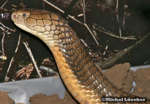 Ophiophagus hannah  1.0