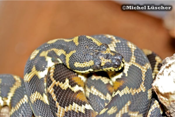 Morelia spilota harrisoni  0.1