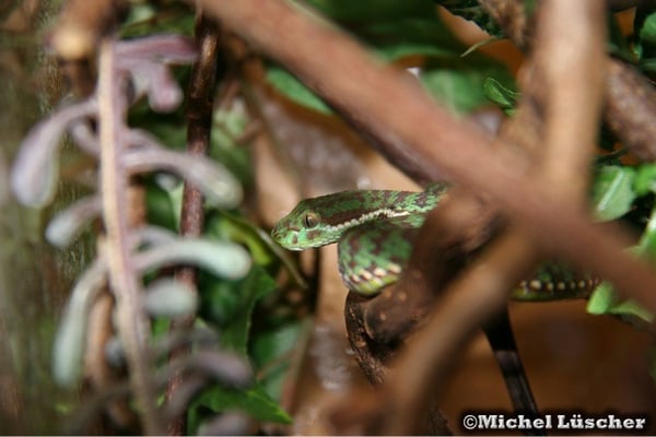 Trimeresurus venustus  0.1