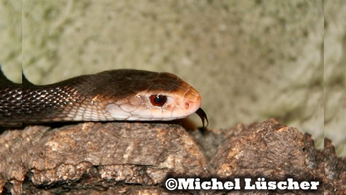 Oxyuranus scutellatus canni   1.0