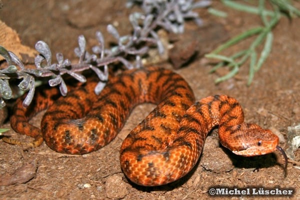 Vipera aspis aspis  0.1