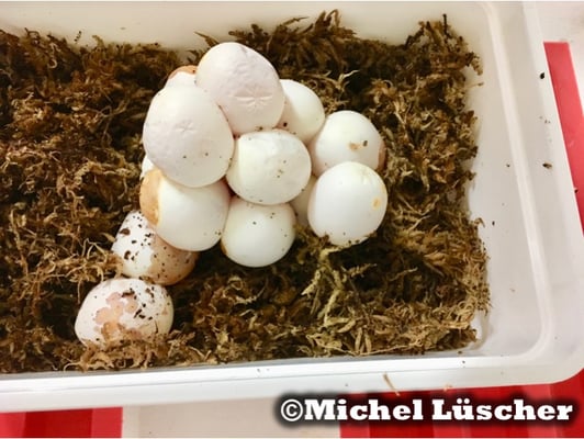 Das Gelege einer Cerastes cerastes cerastes - Hornviper