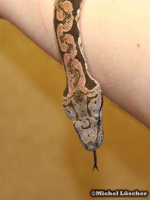 Acrantophis dumerili  1.0