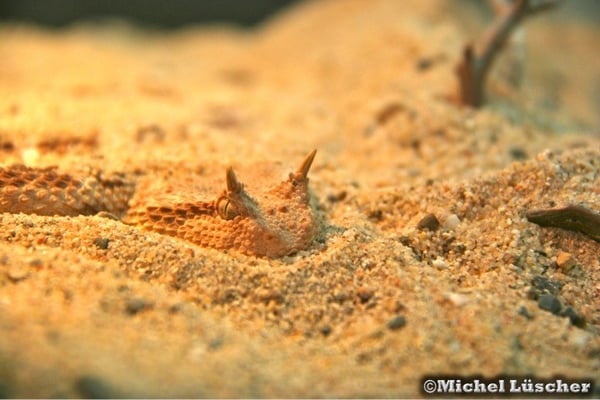 Cerastes cerastes cerastes  0.1