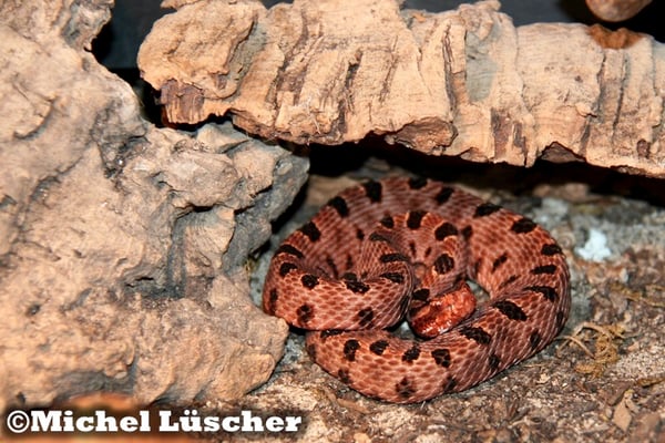 Sistrurus miliarius miliarius  0.1