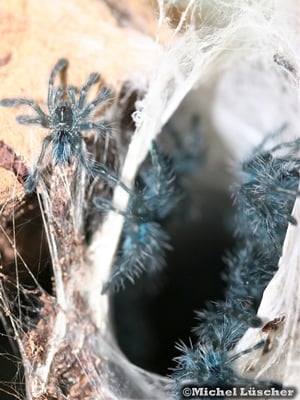 Avicularia versicolor Nachwuchs