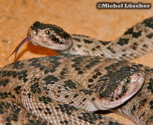 Crotalus scutulatus salvini  1.1 bei der Paarung.