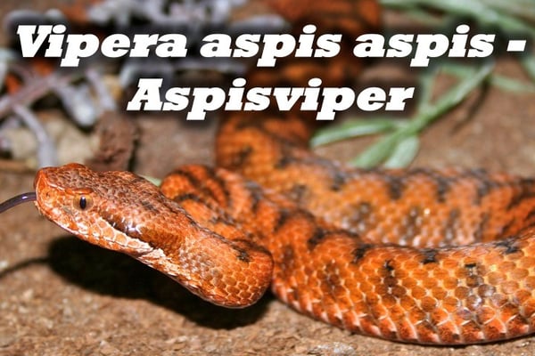 Vipera aspis aspis - Aspisviper (Massif central)
