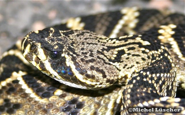 Crotalus adamanteus  0.0.1