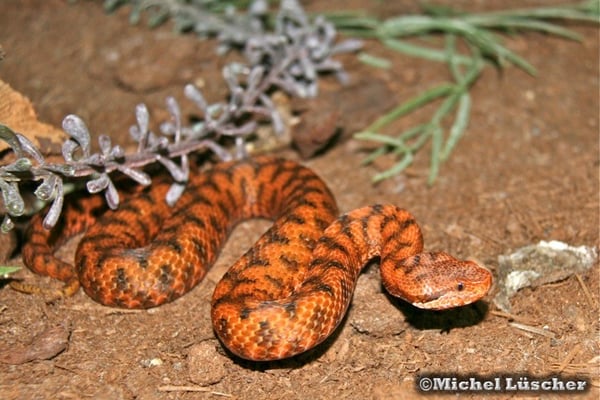 Vipera aspis aspis  0.1
