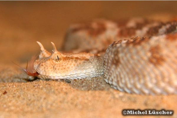 Cerastes cerastes cerastes  0.1