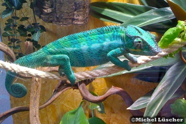 Furcifer pardalis  1.0