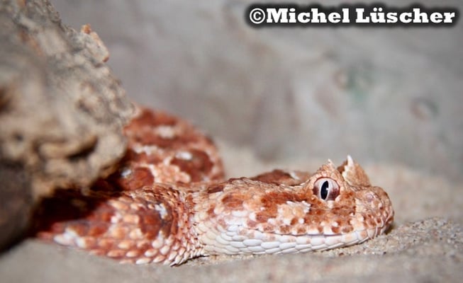 Bitis caudalis Namaqualand
