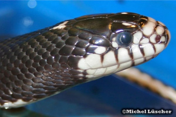 Lampropeltis getula californiae