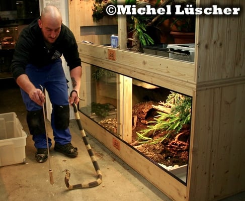 Bitte nicht nachmachen! Ich halte dieses Tier so um sicher damit arbeiten zu können und habe langjährige Erfahrung im Umgang mit Giftschlangen.