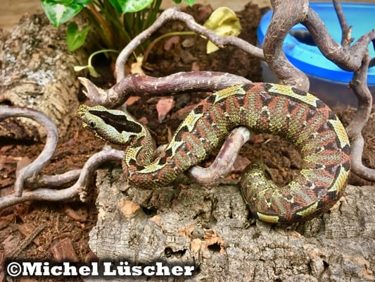 Bitis nasicornis  1.0