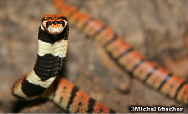 Aspidelaps lubricus lubricus  1.0