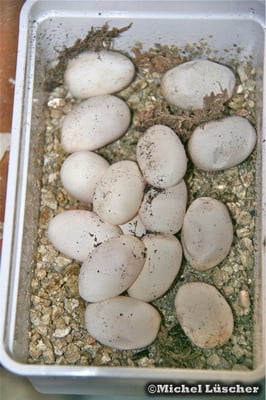 Ein Teil des Geleges