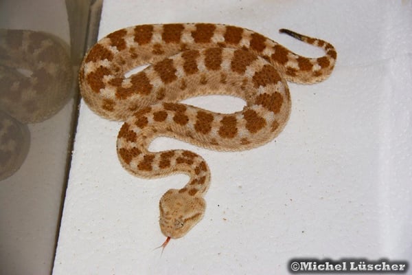 Cerastes cerastes cerastes  0.1