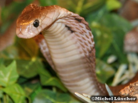 Naja atra formosa  0.1