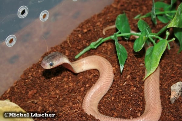 Naja sumatrana Baby vor der ersten Häutung (First EU-CB Naja sumatrana 2013)