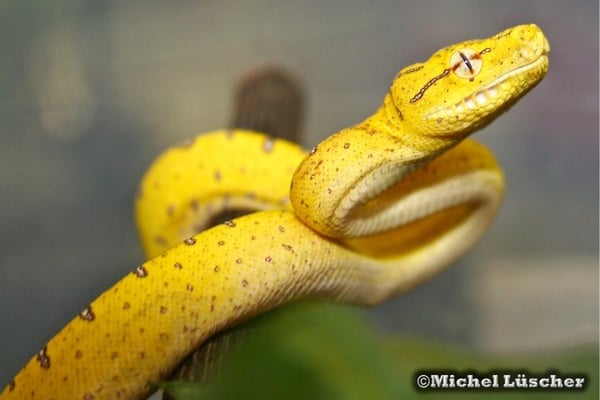 Morelia viridis aru 0.0.1 vor der Umfärbung