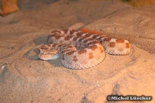 Cerastes cerastes cerastes  0.1