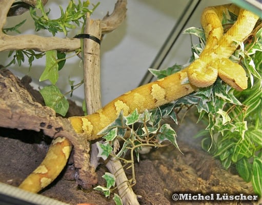 Trimeresurus puniceus  0.1