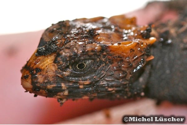 Tribolonotus gracilis