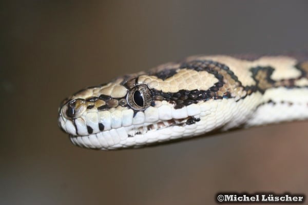 Morelia spilota mcdowelli  0.1