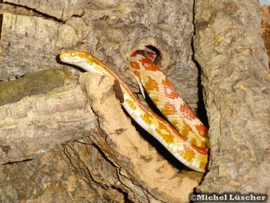 Pantherophis guttata  1.0