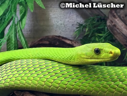 Dendroaspis angusticeps  1.0