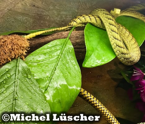 Dendroaspis viridis  1.0