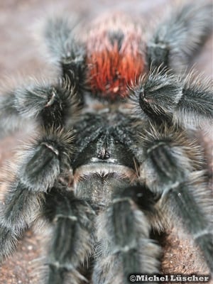 Grammostola iheringi  0.1
